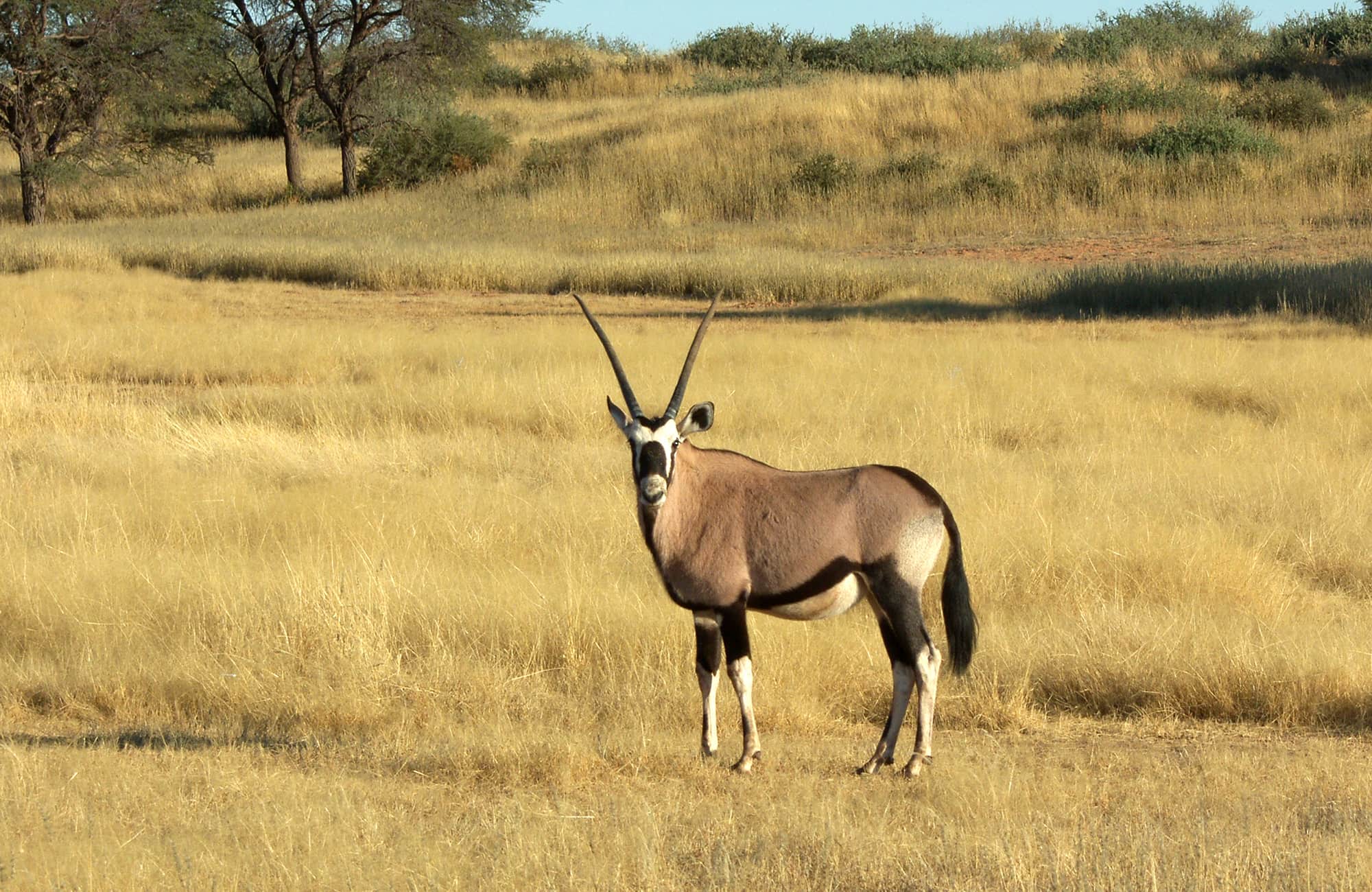 Kalahari Anib Campsite